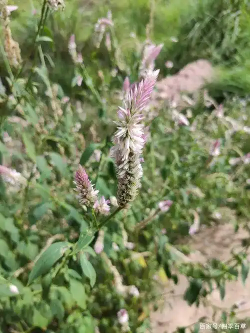 每日识百草:野外这种狐狸尾巴,有人认识它吗?