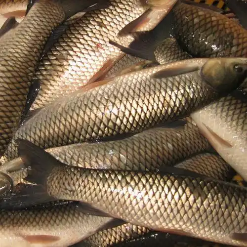 原生态无污染食用淡水鱼 天然养殖鲜美肉嫩草鱼 安全食用鱼批.