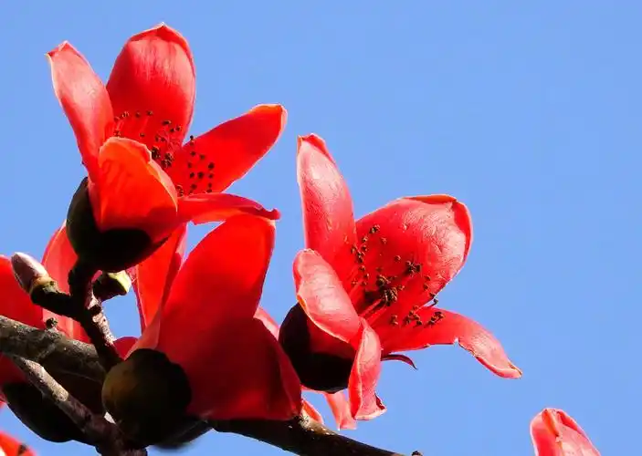 木棉花—几树半天红似染