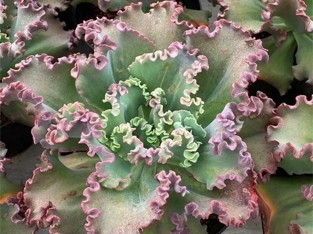 多肉"包菜三仙",个个裙摆飘飘,气质轻舞飞扬