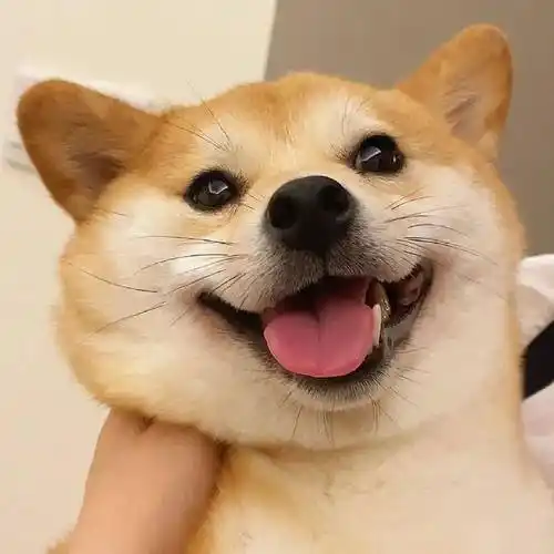 头像 | 一眼就爱上的wechat头像