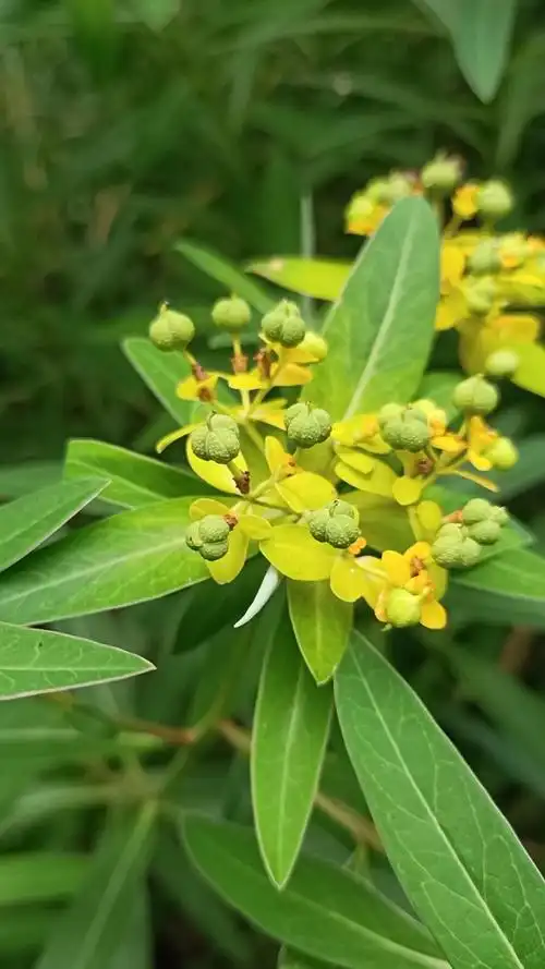 中药材#植物名:大戟.有价值
