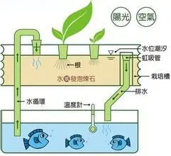 课程设计要做生态水培循环系统(鱼菜共生),可以用什么做模型啊?