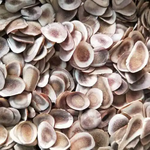 鹿角鹿角片鹿角片批发选装鹿角梅花鹿鹿角片