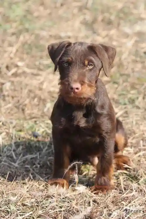 即将4龄 红公 - 综合梗犬 - 猛犬俱乐部-中国具有影响力的猛犬网站