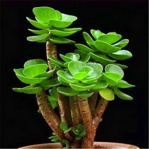 金钱木有"3怕",难怪叶片稀少还发黑,学会了晶莹如玉绿如翡翠