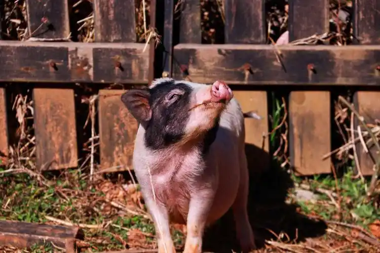 小耳猪可不可以吃-宠物网问答