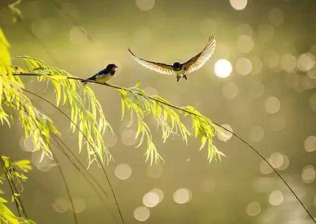 鸟类摄影:诗情画意的小燕子