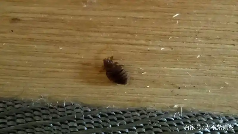 臭虫的图片与生活习性,如何预防臭虫