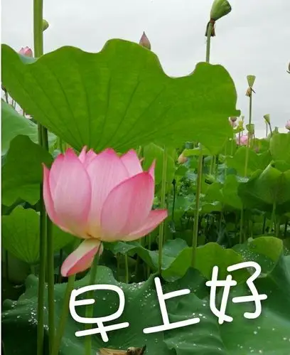 荷韵__早上好系列