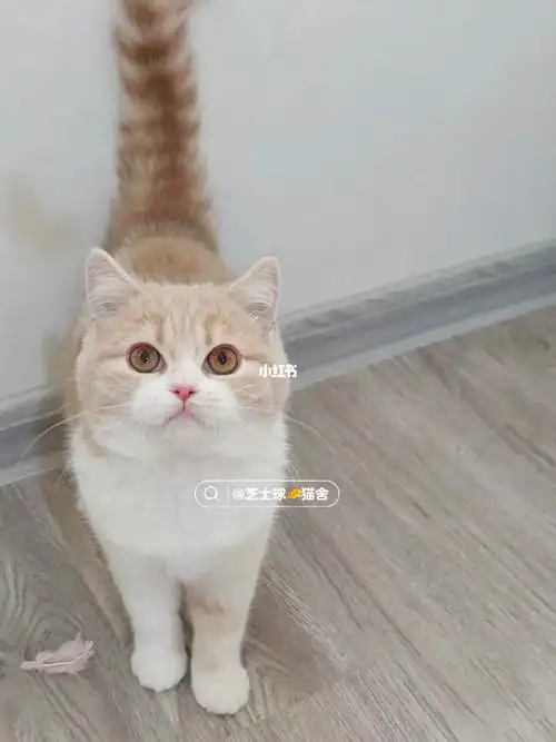 英短乳白妹妹小胖妹找家长找领养