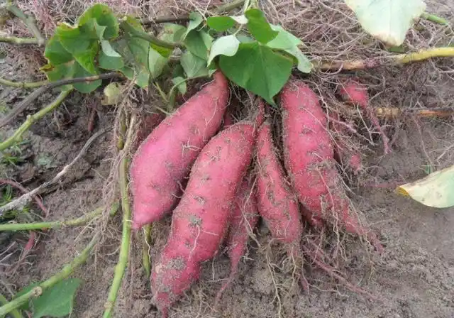 提高红薯产量最佳时期,农民如何做才能让红薯好吃又高产?_广东省湛江