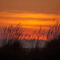 用芦苇晚霞风景做头像_微信头像图片大全