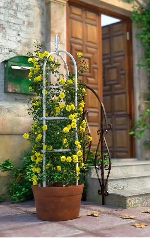 花架爬藤架玫瑰铁线莲支架牵引花铁艺月季室外阳台攀爬植物架子杆白色