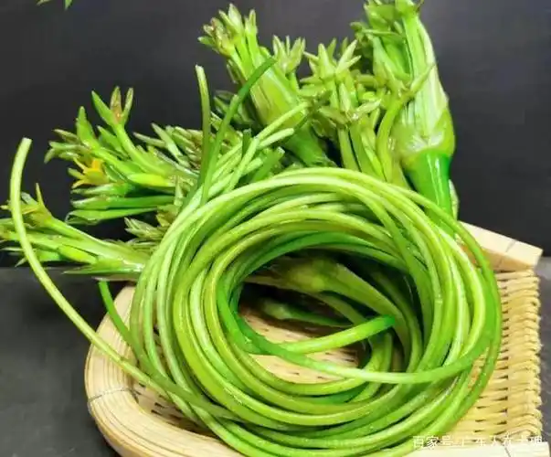 大理美食记录#生长在大理洱海的菜 ,它叫"水性杨花 ",也叫"海菜",它