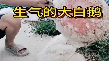 生气的大白鹅,脖子好粗