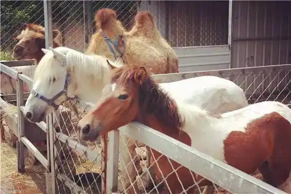 杨柳青柳叶岛铁锅炖食府,吃玩一站式!