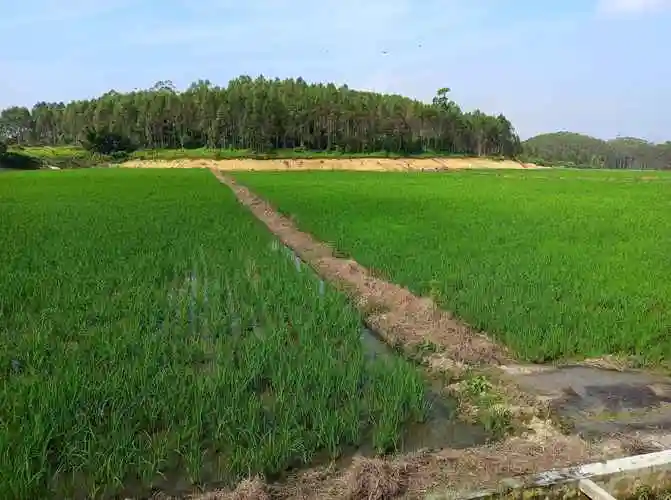 建设美丽乡村垦造水田篇402