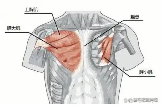 康复医学-认识胸大肌