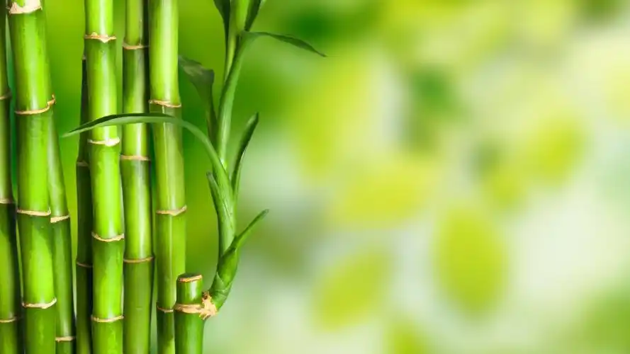 护眼竹子绿色清新4k背景图片壁纸