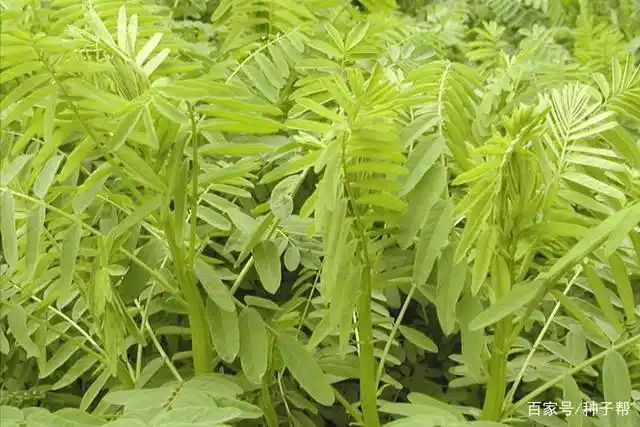 最适合北方沙地的牧草,沙打旺-最抗风沙,抗寒,抗旱,抗盐碱