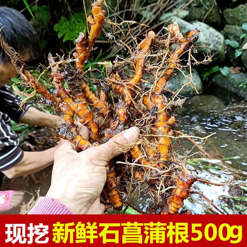 现挖生新鲜石菖蒲根九节菖蒲山菖蒲龙