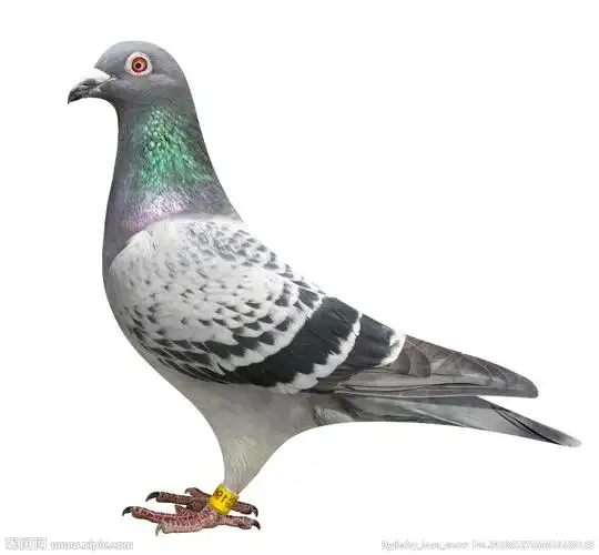 鸽子图片
