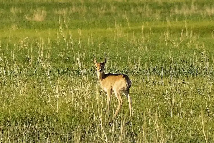 呼伦湖畔的野生黄羊拍摄:郭满喜2018.06.25