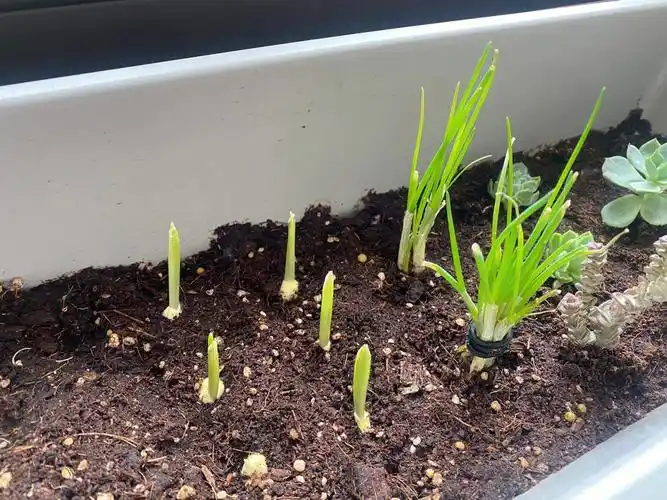 小葱大蒜生长进度更新03