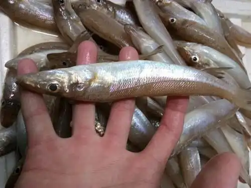 野生沙梭鱼福建省内满200包邮省外补拍运费差价咨询客服