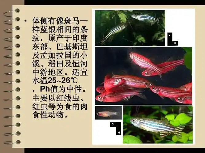 模式生物斑马鱼ppt