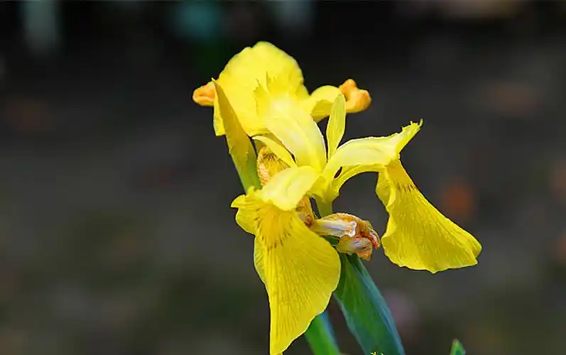 黄色鸢尾花胜利之花