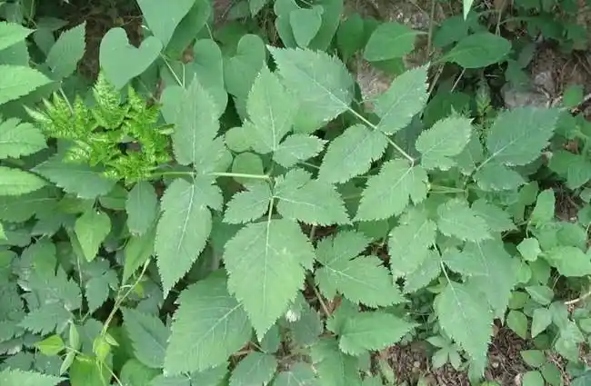 防风图片防风草本植物防风野菜图片