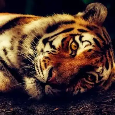 个性老虎头像霸气威武的老虎头像图片