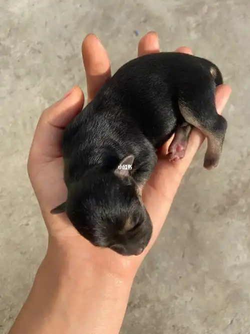 出生一天的小土狗子