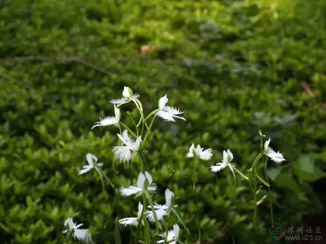 白鹭花花语神秘飞翔寻梦