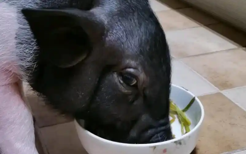 (宠物猪小香猪)猪五花吃饭饭
