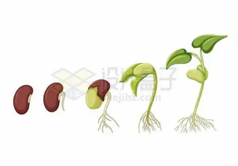 大豆发芽过程示意图1839397矢量图片免抠素材00发芽生长的豆子种子