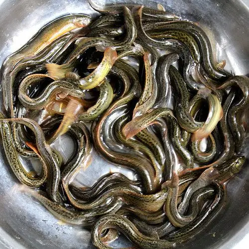 浙江泥鳅养殖,15159317113