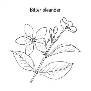 泻药苦的夹竹桃维提亚或霍拉赫纳抗泻药,医生照片