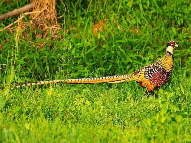 我国尾羽最长的鸟 (动物)