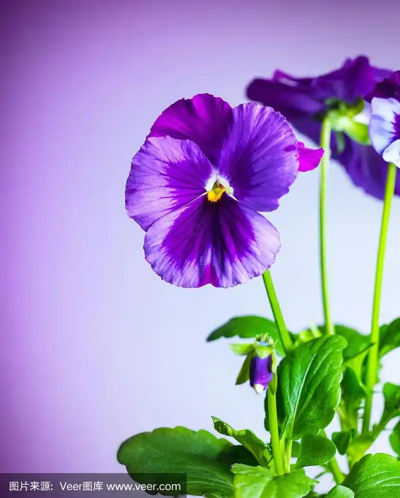 紫色三色堇花