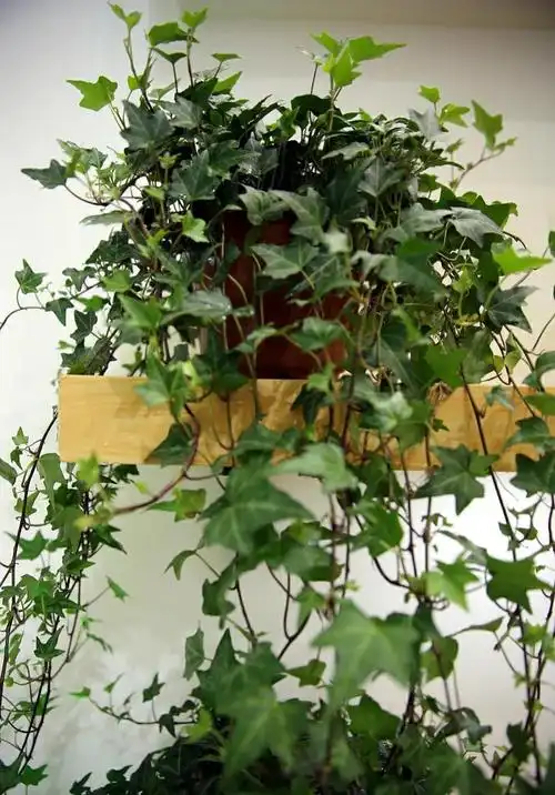 爬墙植物有哪些(最旺宅的爬藤植物讲解)(图3)