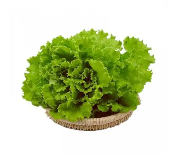 罗莎绿生菜新鲜花叶花边西餐蔬菜沙拉火锅