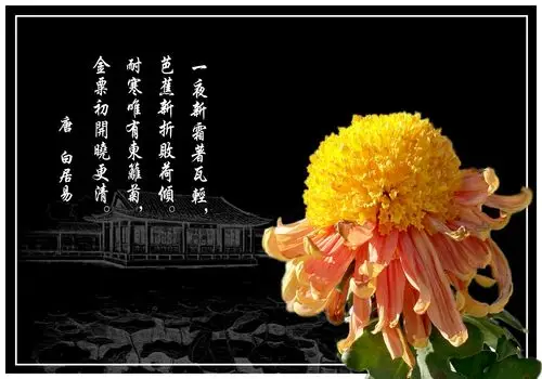 待到重阳日,还来就菊花