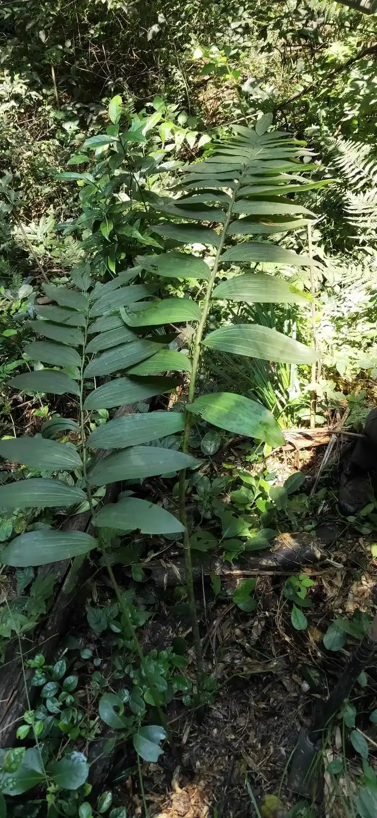 野生黄精(山姜),以其得坤土之精粹,故谓之黄精,采挖后洗去泥 - 抖音