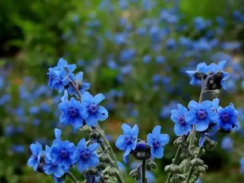 农村常见的开蓝花植物,果实会粘人,能做药却被药贩子拿来骗人
