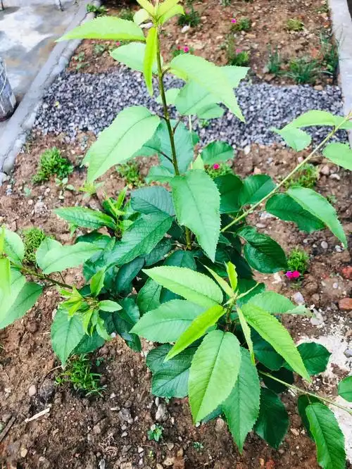 车厘子苗成长史