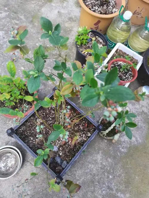 蓝莓在成长薄雾