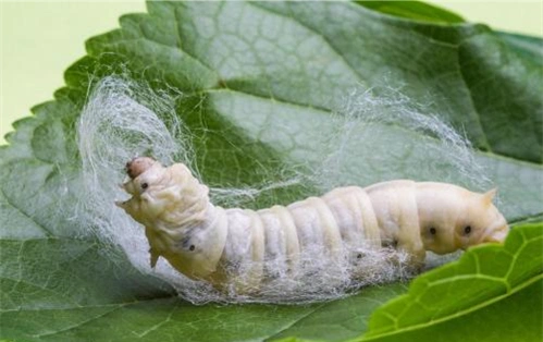 蚕为什么只喜欢吃桑叶?